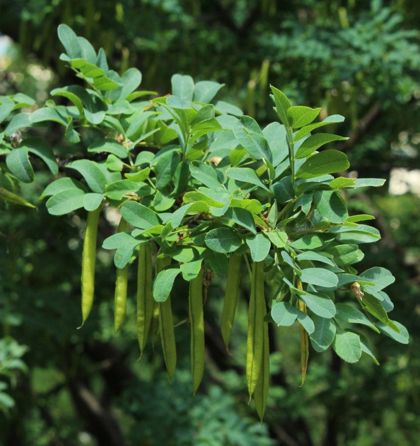 Frutos y hojas de la Caragana arborescens