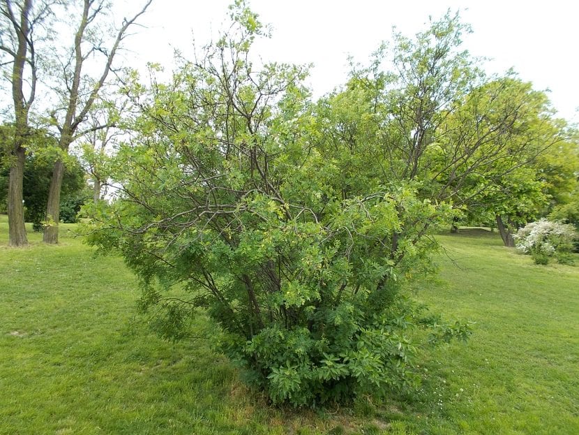 Caragana arborescens