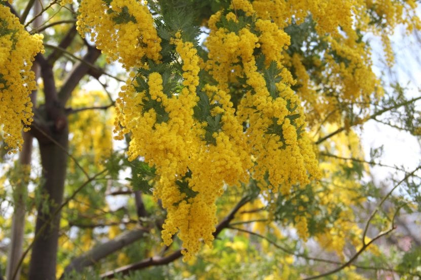 Vista de las hojas y flores de la Acacia dealbata