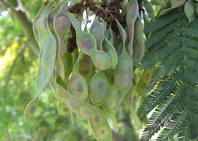 Multiplica tu Acacia dealbata por semillas en primavera