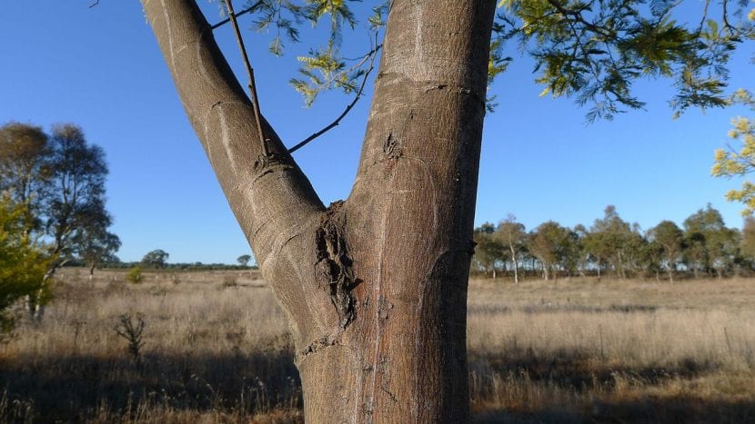 Vista del precioso tronco de la Acacia dealbata