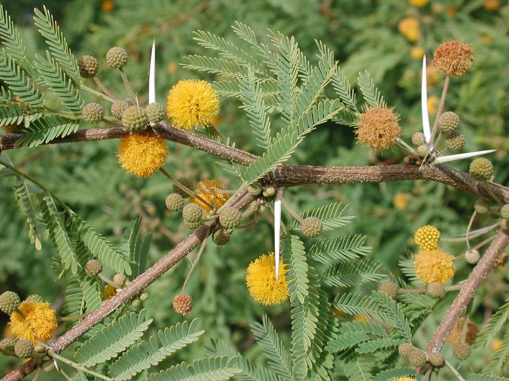 Vista de la Acacia farnesiana