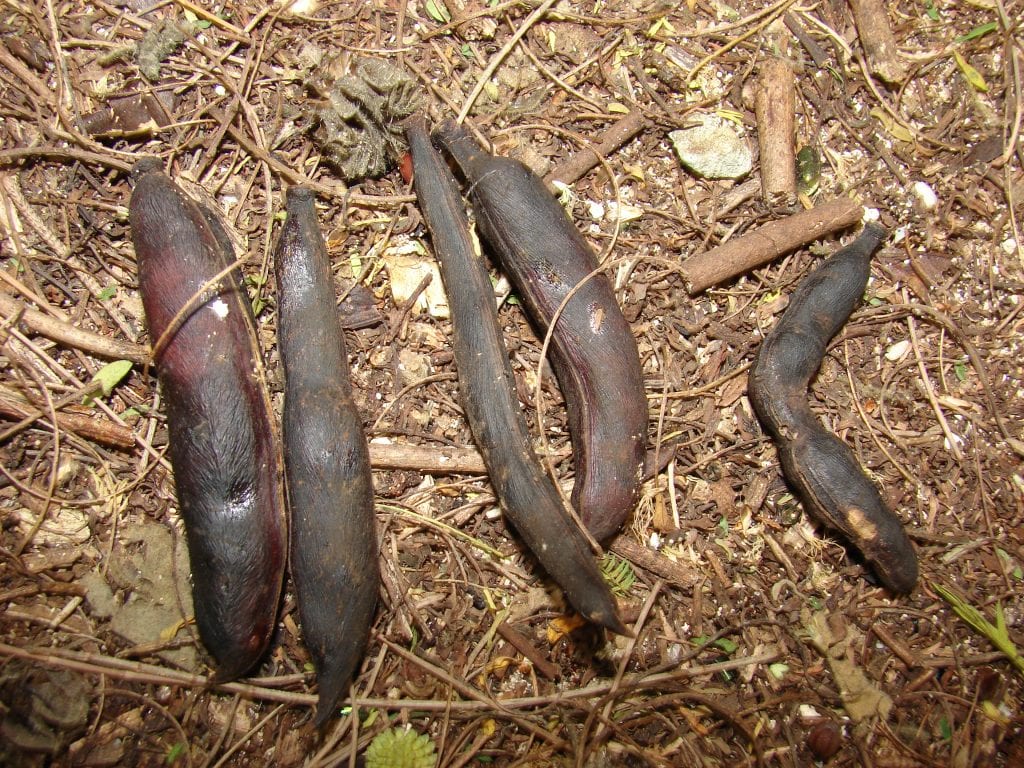 Frutos de la Acacia farnesiana