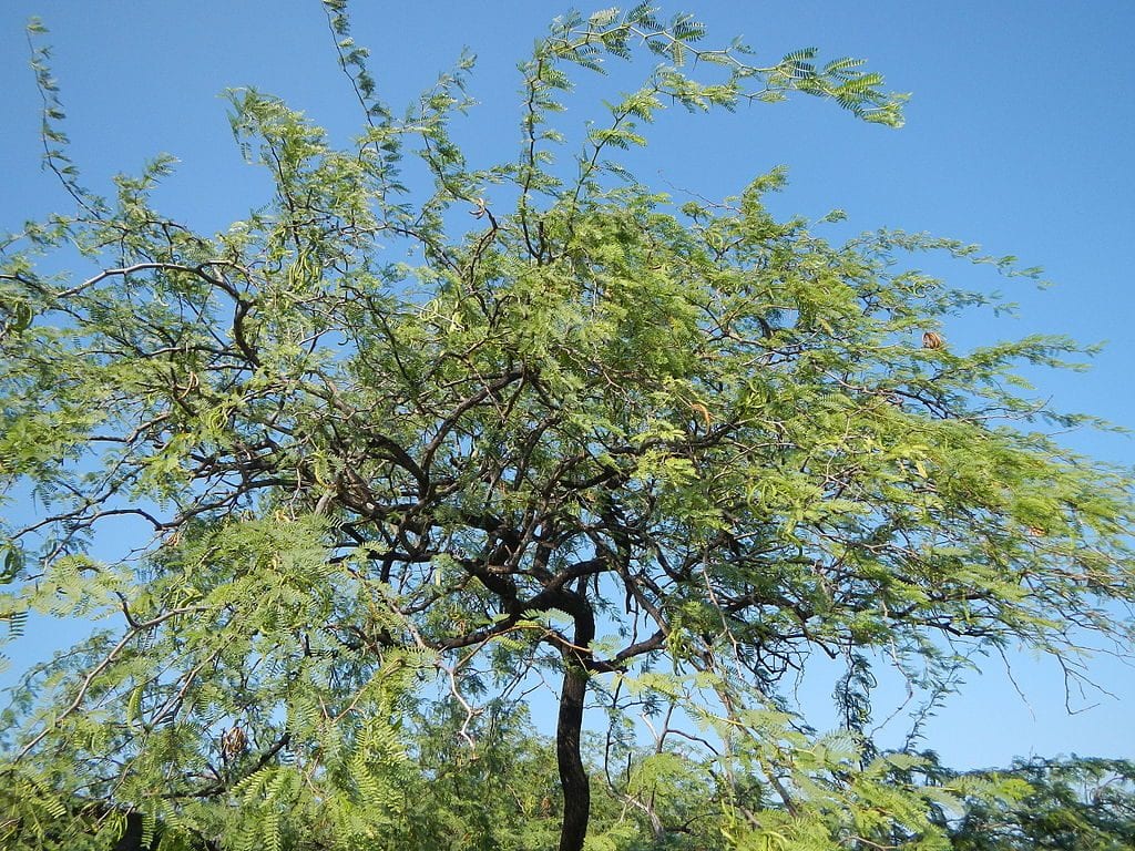 Acacia farnesiana adulta