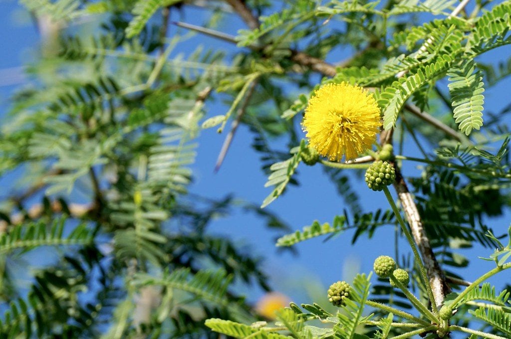 Vista de la Acacia farnesiana en flor