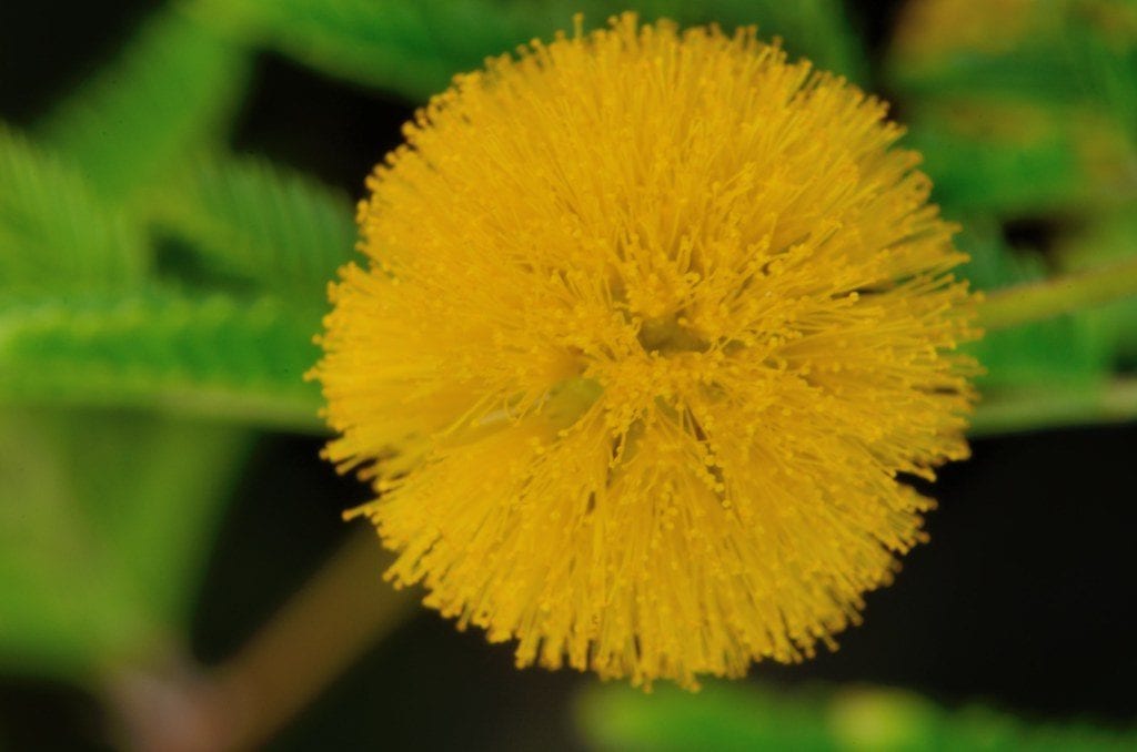 La flor de la Acacia farnesiana es amarilla