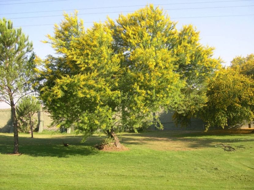 Acacia karoo