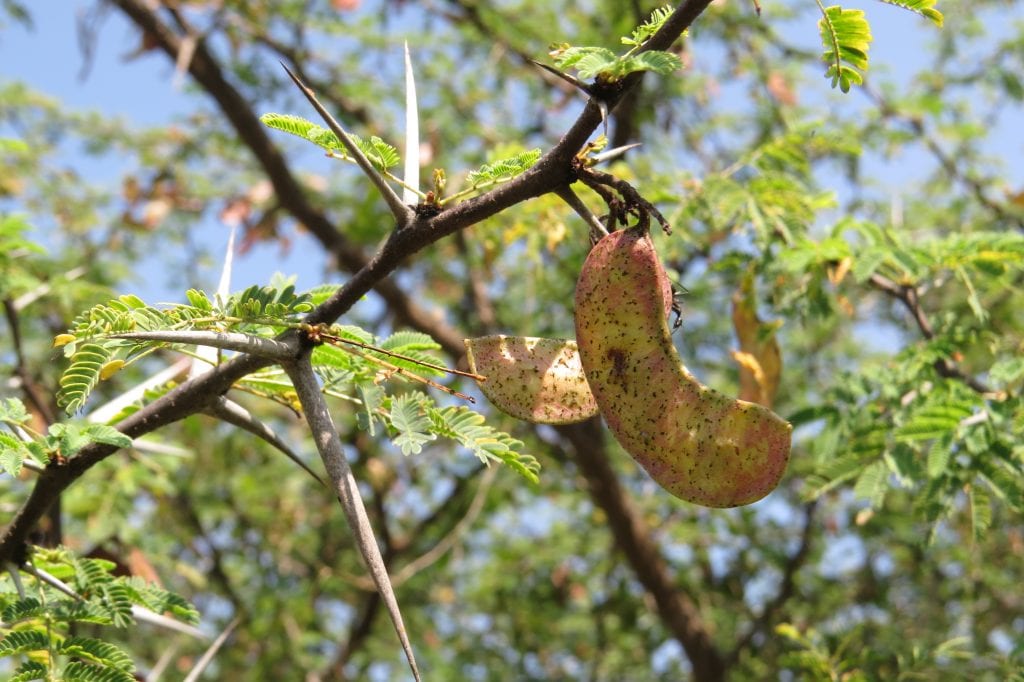 Acacia horrrida