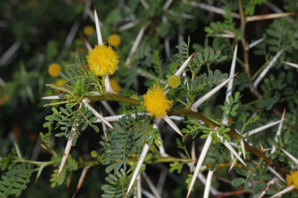 Espinas y hojas de la Acacia karoo