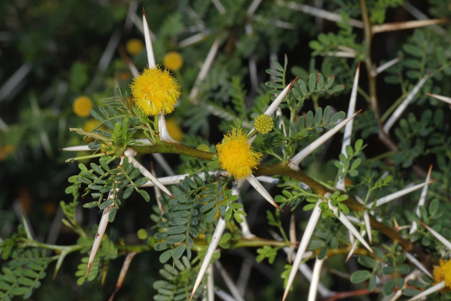 Acacia horrida: seto defensivo espinoso para clima seco