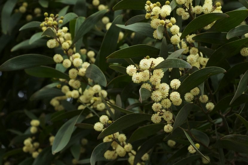 Flores de Acacia melanoxylon