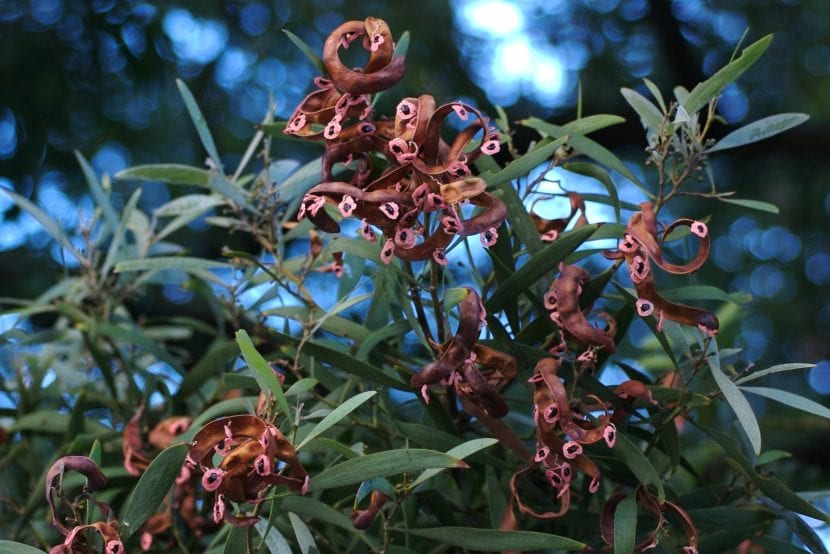 Frutos de la Acacia melanoxylon