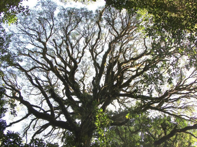 Vista del árbol de Acacia melanoxylon