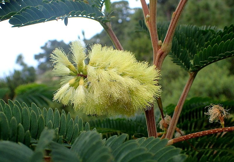 Flor de la acacia plumosa