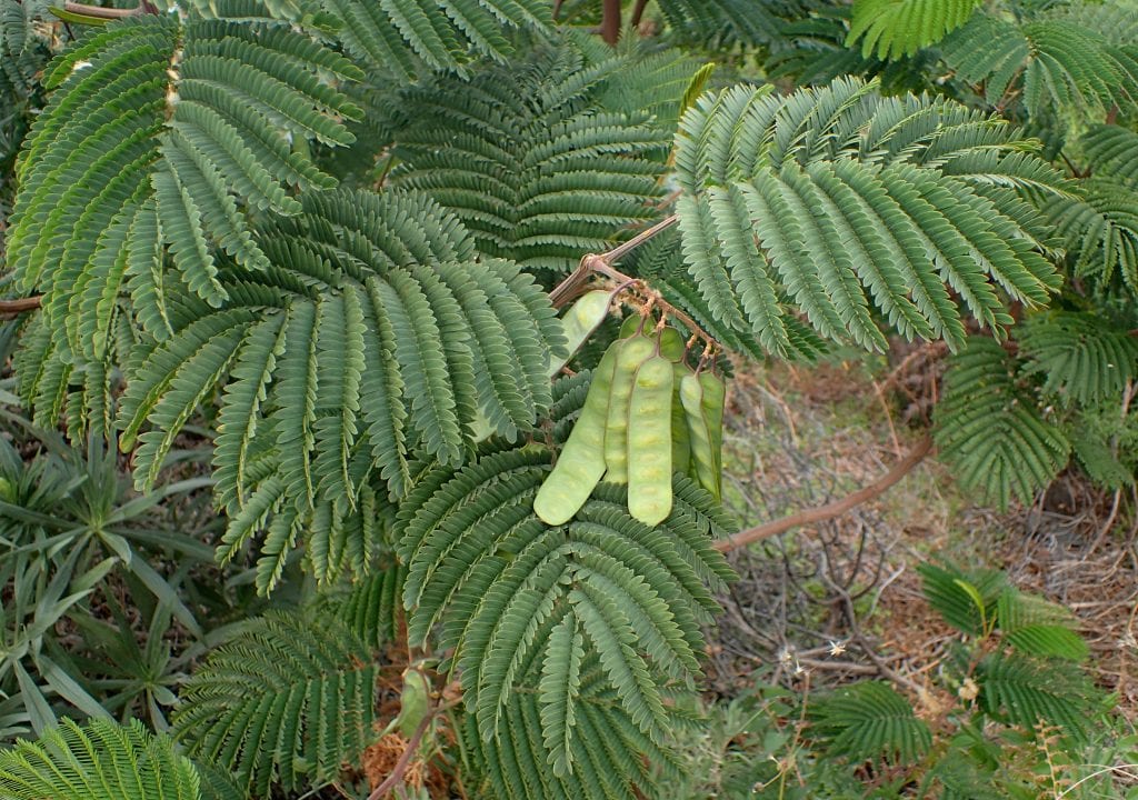 Hojas de la acacia plumosa