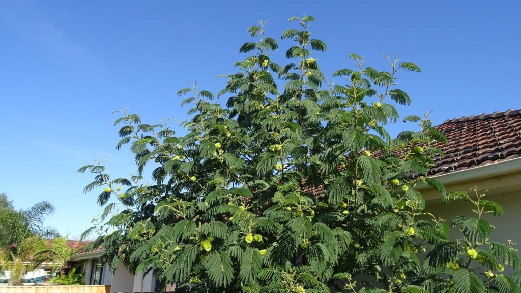 Acacia plumosa