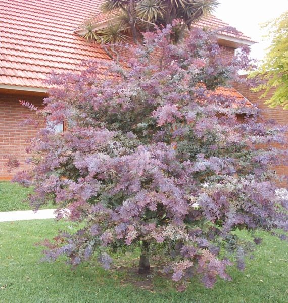 Acacia atropurpurea