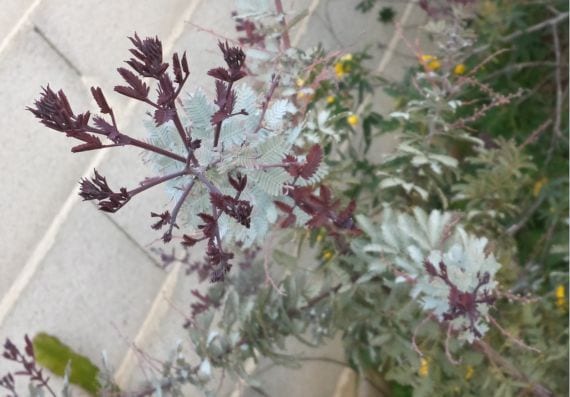 Acacia farnesiana Atropurpurea