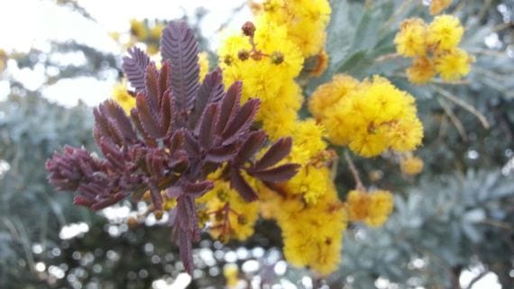 Flores