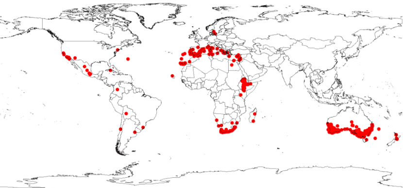 La Acacia saligna está en casi todo el mundo