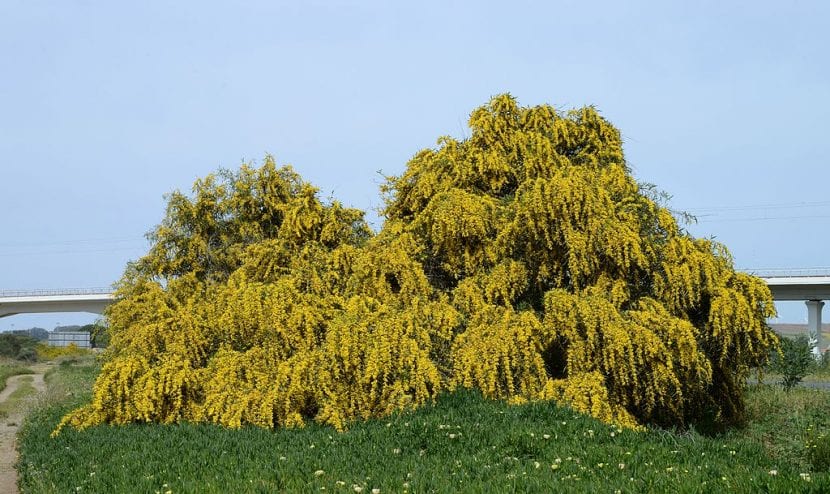 Grupo de Acacia saligna
