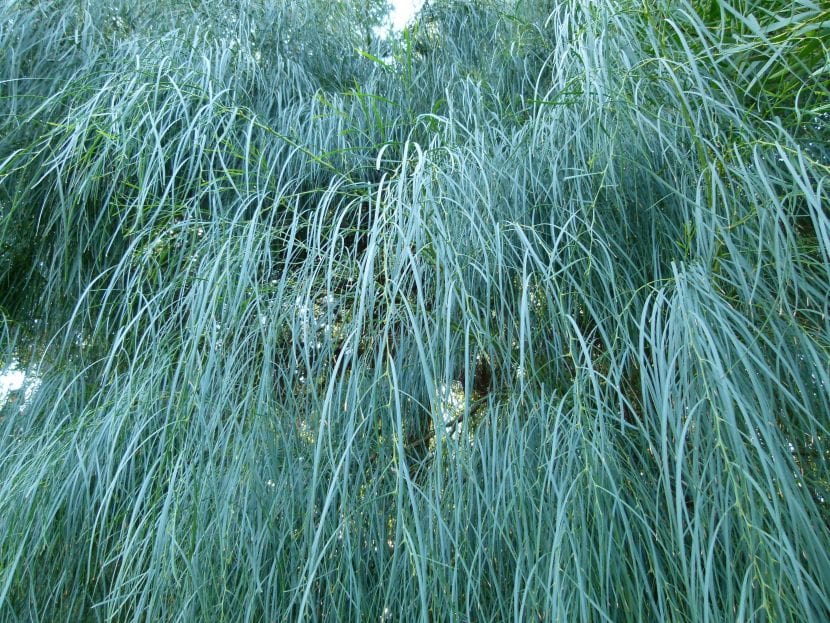 Las hojas de la Acacia saligna son perennes