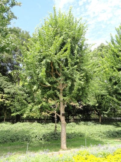 Vista del Acer buergerianum