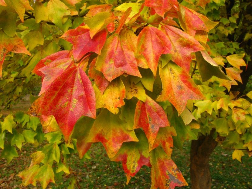 Hojas de Acer buergerianum en otoño