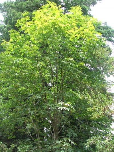 Ejemplar joven de Acer macrophyllum