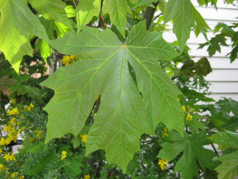 Hoja del Acer macrophyllum