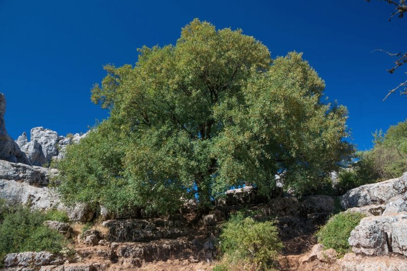 Árbol adulto de Acer monspessulanum