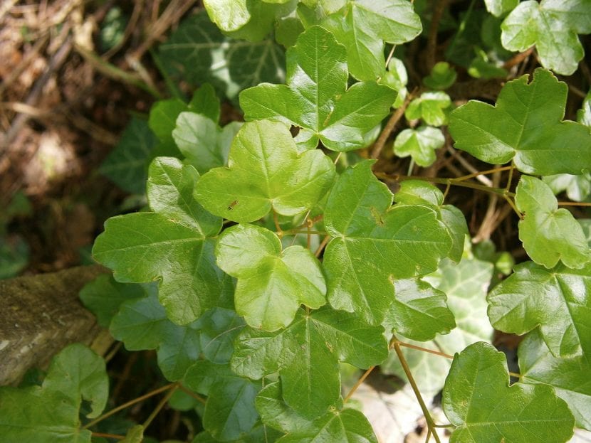 Hojas del Acer monspessulanum