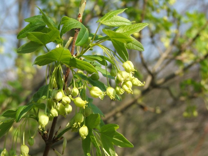 Flores del Acer monspessulanum subsp turcomanicum
