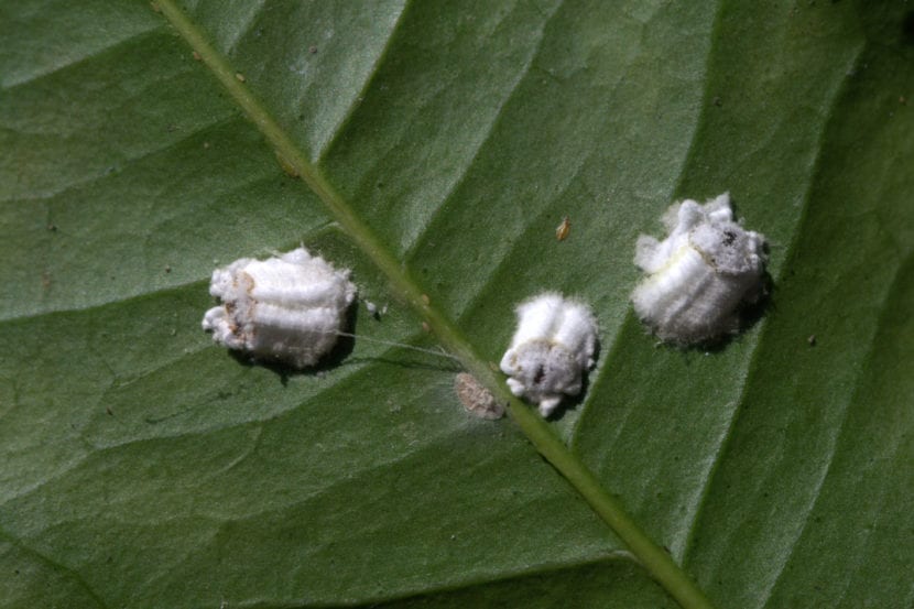 Cochinilla algonodosa sobre una hoja