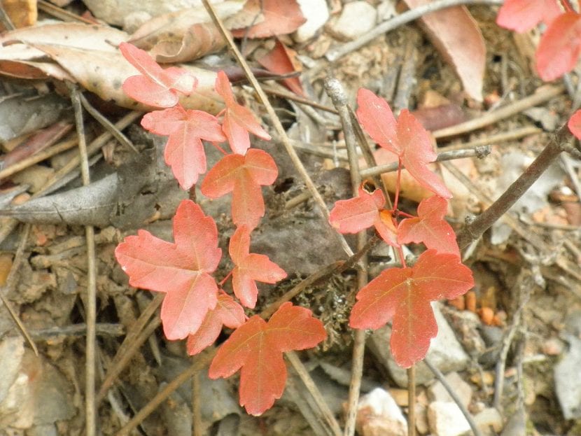 Hojas del Acer monspessulanum en otoño