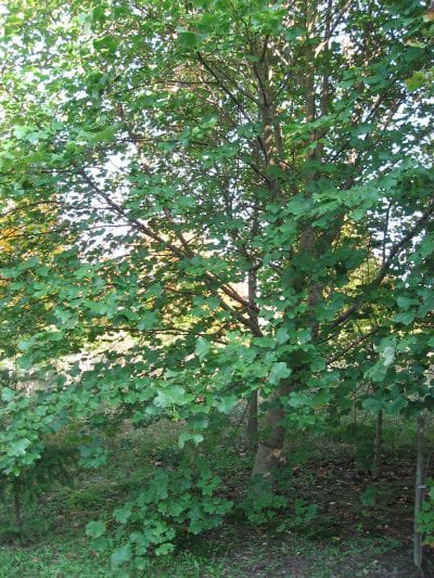 El Acer opalus es un árbol mediano