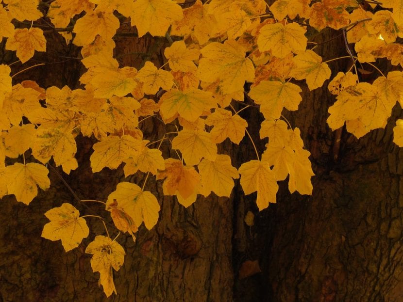 El Acer opalus es un árbol caducifolio