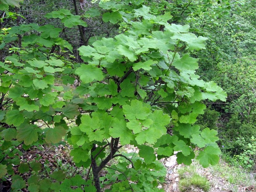 Vista del Acer opalus