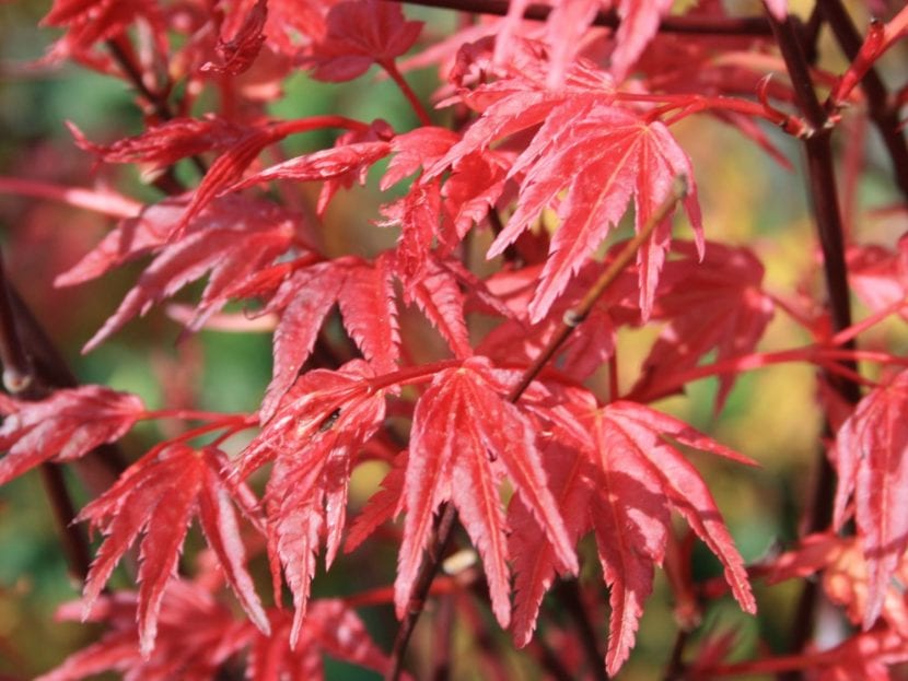 Vista de las hojas del Acer palmatum Deshojo