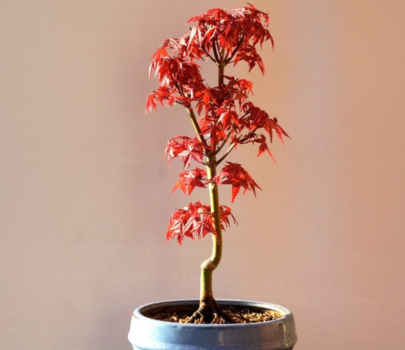 Vista del Acer palmatum 'Deshojo'