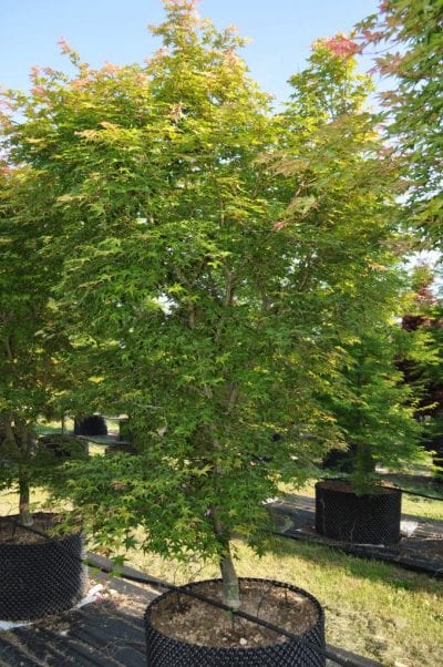 Acer palmatum 'Deshojo'