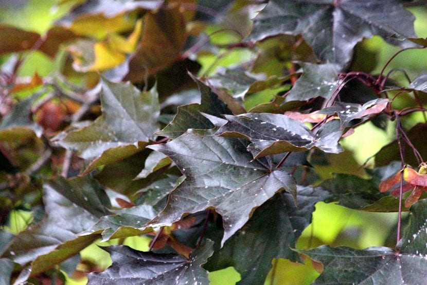 Acer platanoides Crimson King