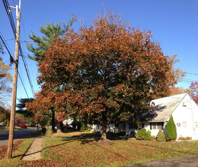 Acer platanoides Crimson King