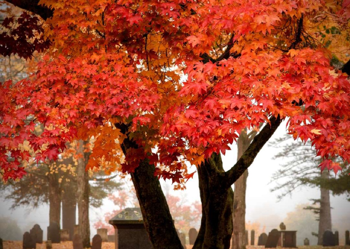 Acer saccharum: el arce azucarero y su cultivo en España