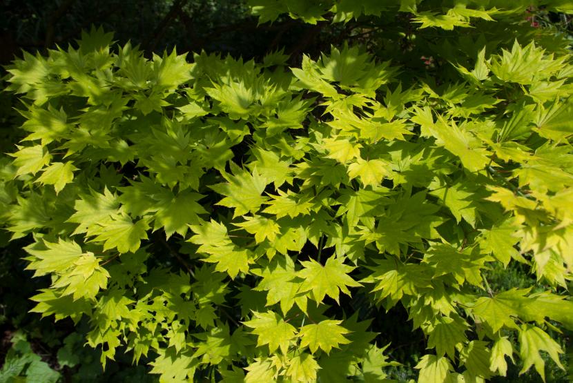 Acer shirasawanum ''Aureum''