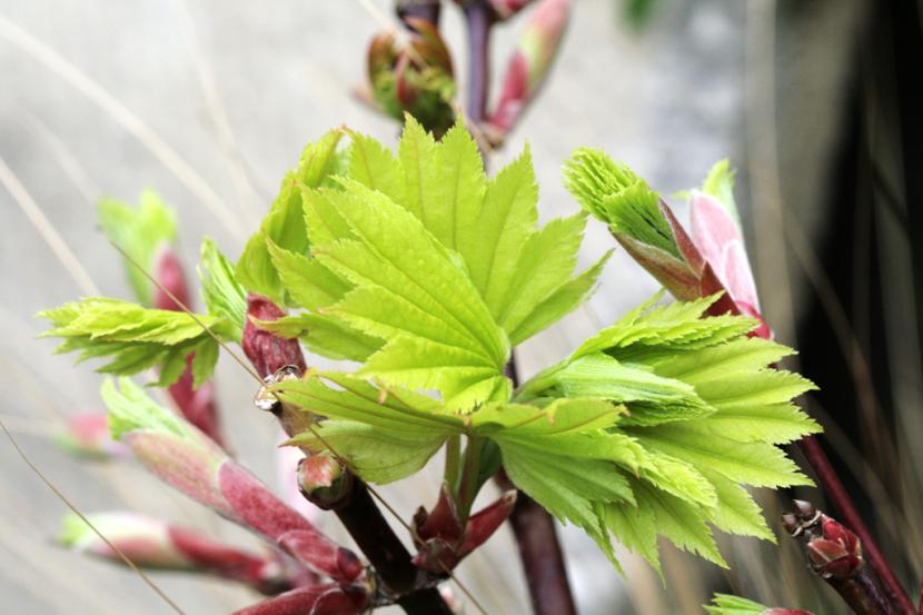 Acer shirasawanum ''Aureum''