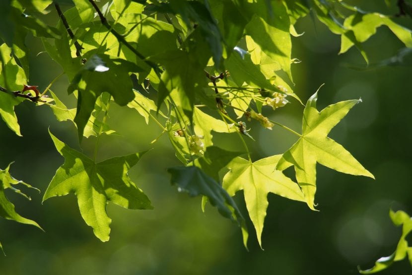 Hojas del Acer truncatum