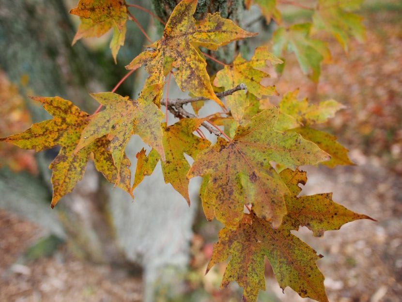 Acer truncatum en otoño