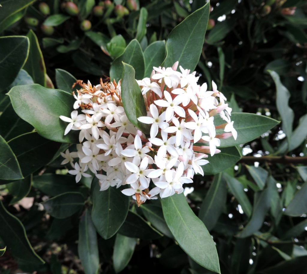 Flores de acocantera