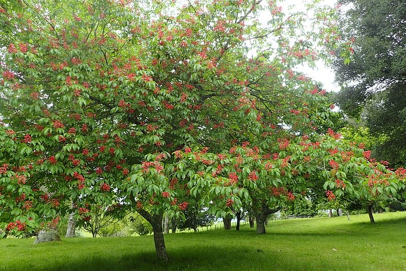 Aesculus pavia